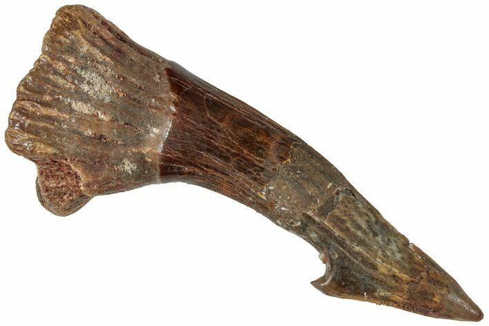 Fossil Sawfish (Onchopristis) Rostral Barb - Morocco #311210